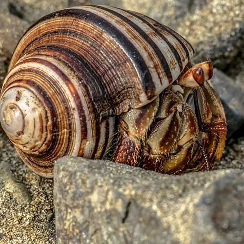 Standard and optional benefits